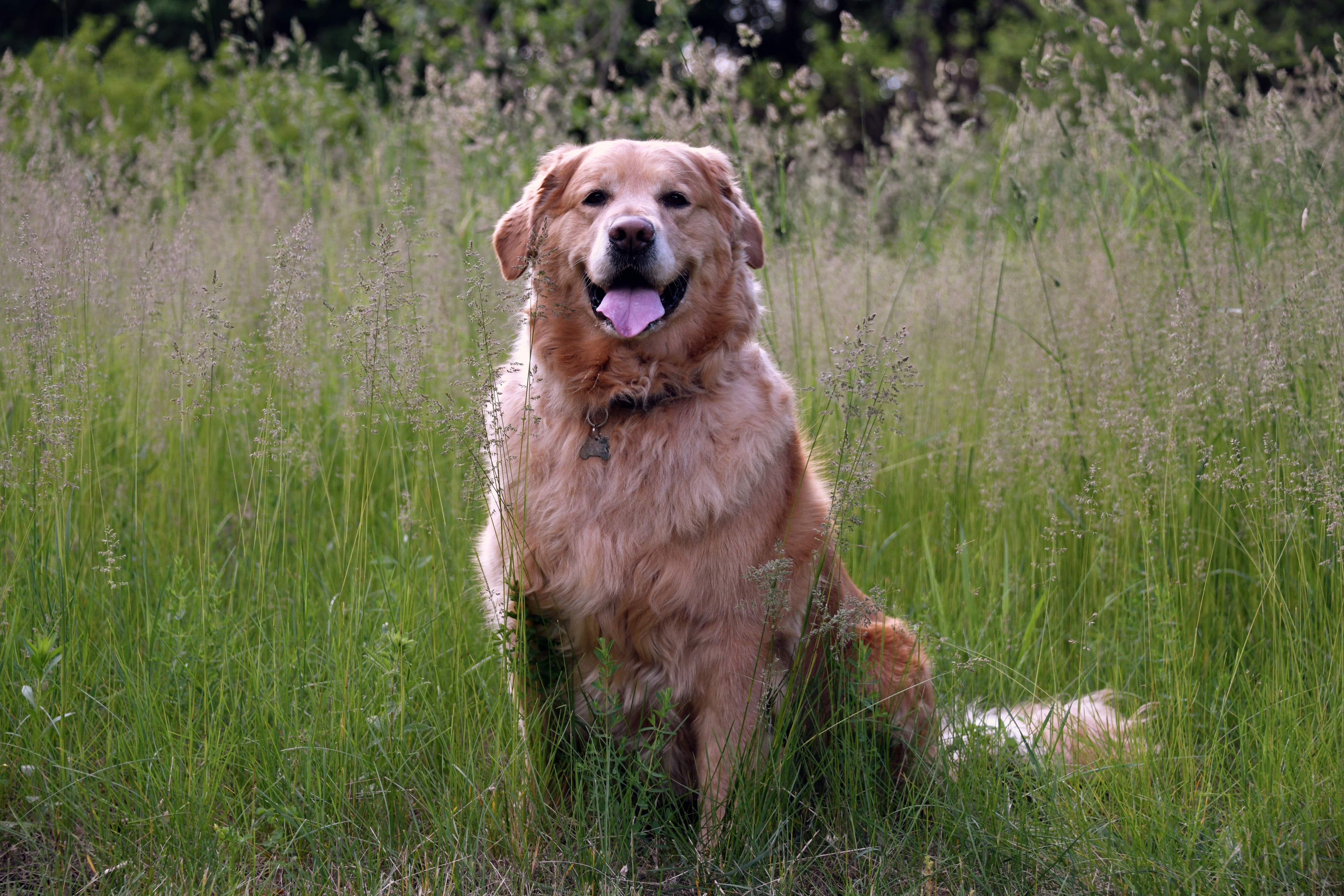 Golden retriever close-up portrait in a field