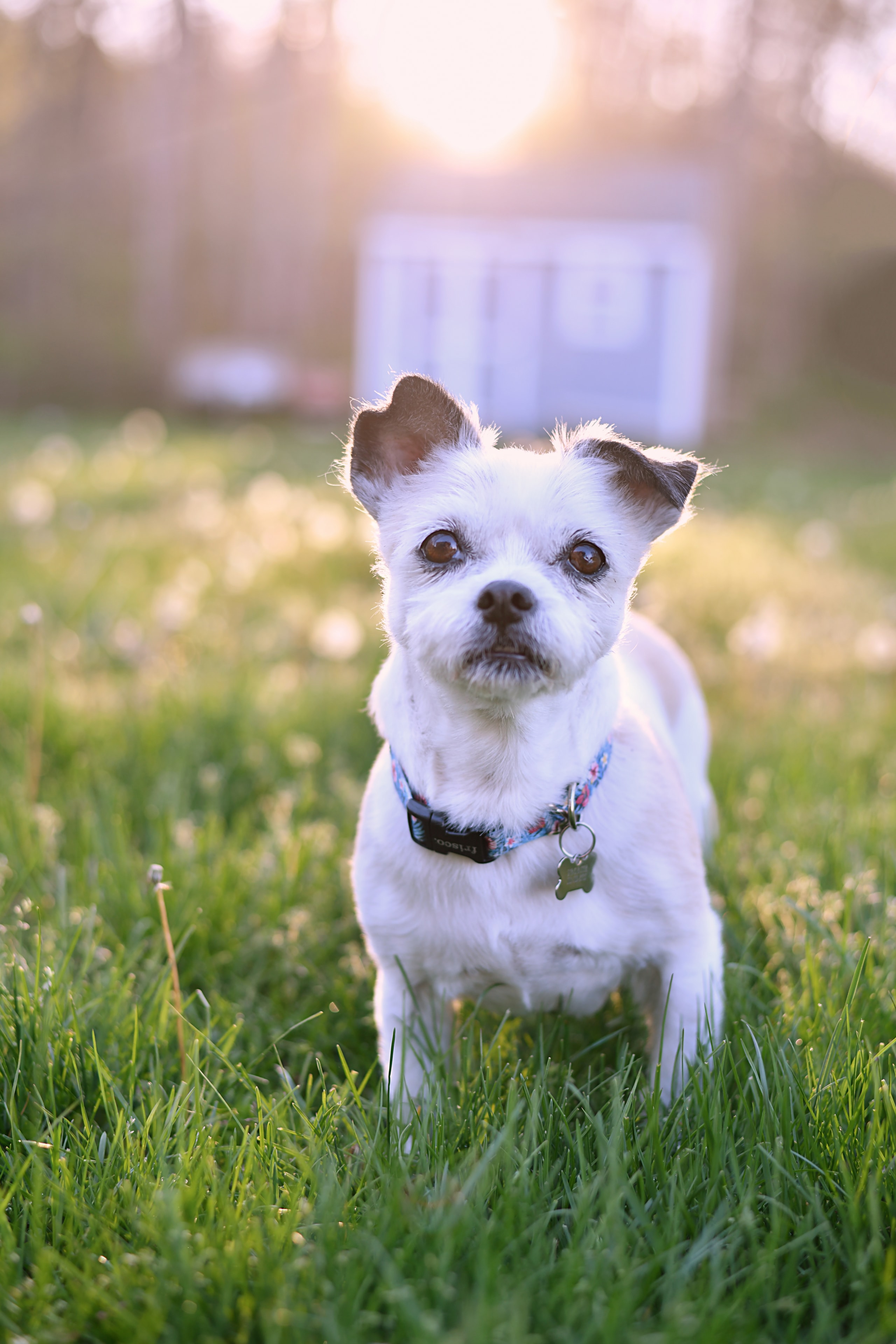 Small white dog in a sunny meadow at sunrise